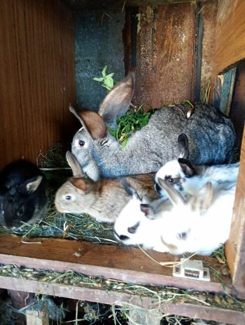 Sprzedam Młode Króliki