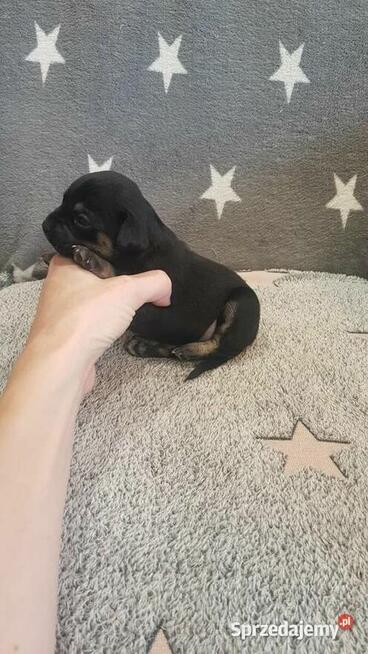 Szczeniak pinczer suczka