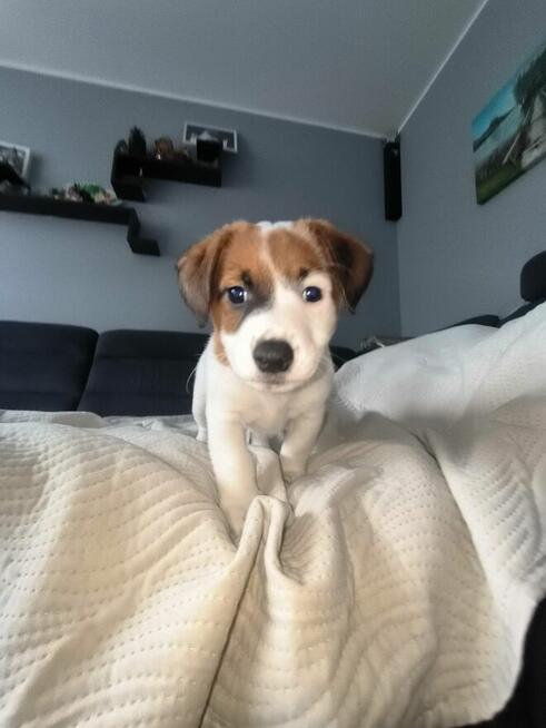 Szczeniaki Jack Russell terrier