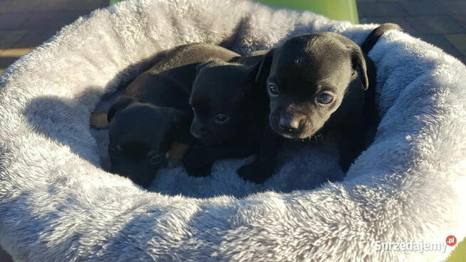 Szczeniak pinczer suczka
