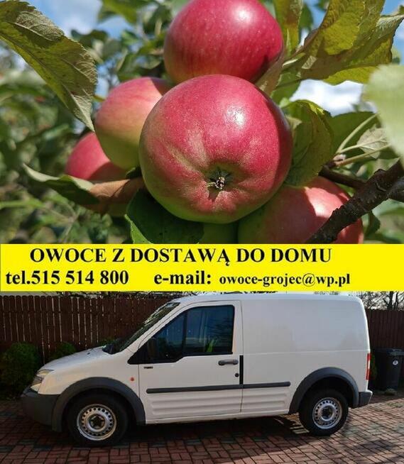 GRUSZKI KLAPSA sprzedam bezpośrednio tel.515514800