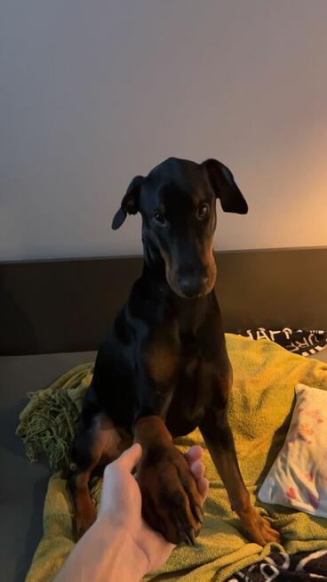 Sprzedam 1 rocznego dobermana