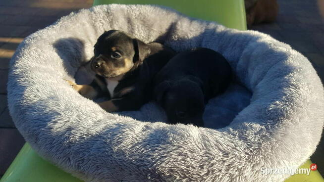 Szczeniak pinczer suczka