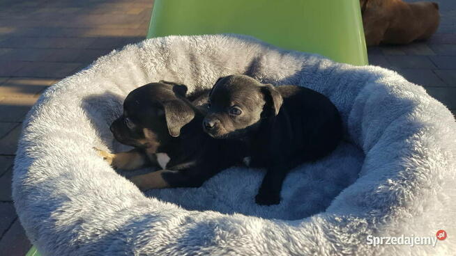 Szczeniak pinczer suczka