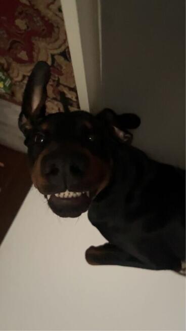 Sprzedam 1 rocznego dobermana