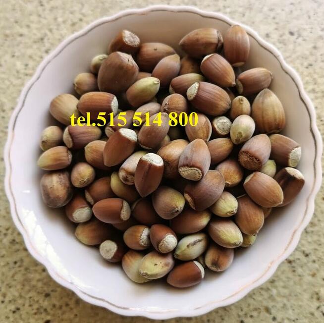 GRUSZKI KLAPSA sprzedam bezpośrednio tel.515514800