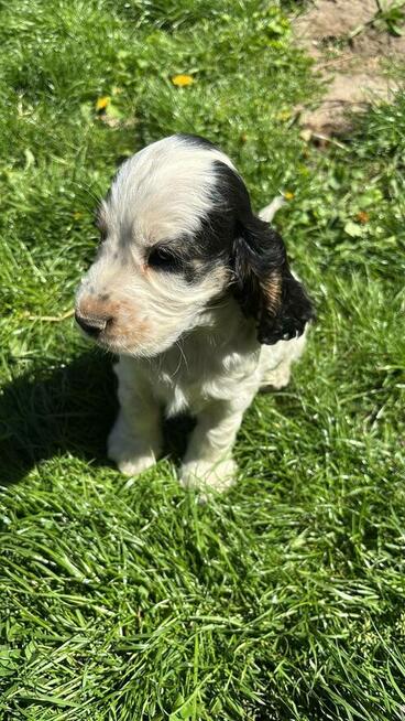 Cocker spaniel angielski
