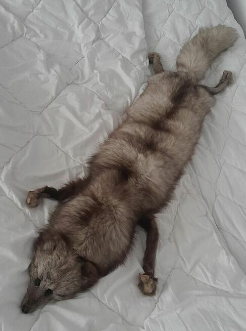 Lis naturalny kołnierz