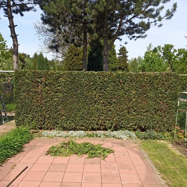 Przycinanie żywopłotów