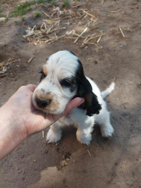 Cocker spaniel angielski