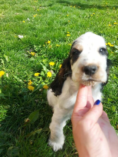 Cocker spaniel angielski