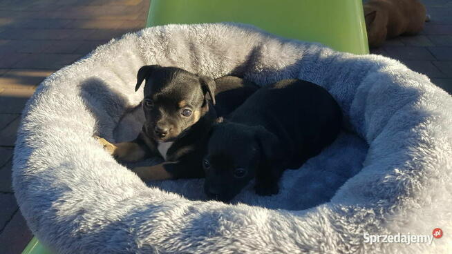Szczeniak pinczer suczka