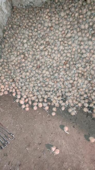 Ziemniaki jadalne sadzeniaki , IRGA