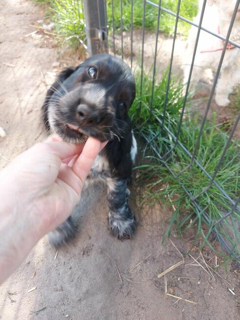 Cocker spaniel angielski