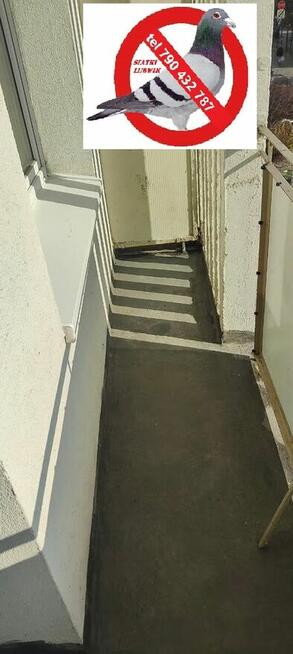 Czyszczenie sprzątanie po gołębiach