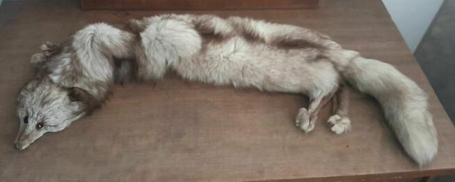 Lis naturalny kołnierz