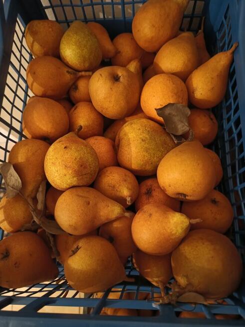 GRUSZKI KLAPSA sprzedam bezpośrednio tel.515514800