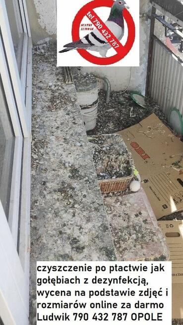 Czyszczenie sprzątanie po gołębiach