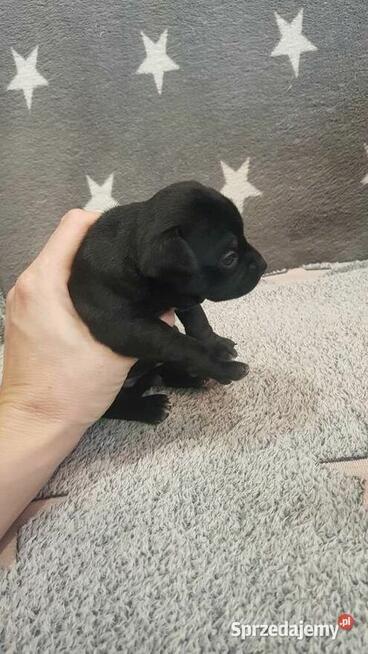 Szczeniak pinczer suczka