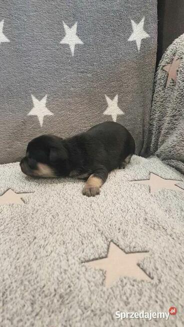 Szczeniak pinczer suczka