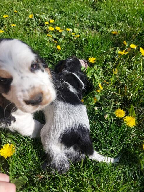 Cocker spaniel angielski