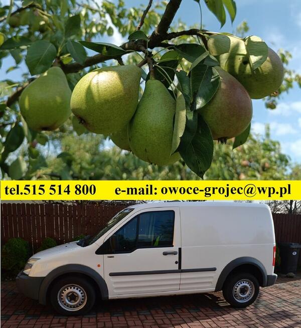 GRUSZKI KLAPSA sprzedam bezpośrednio tel.515514800