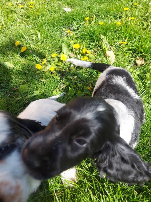 Cocker spaniel angielski