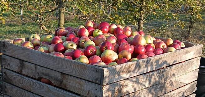 GRUSZKI KLAPSA sprzedam bezpośrednio tel.515514800