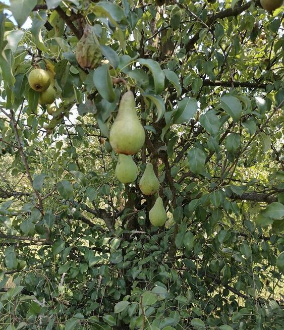 GRUSZKI KLAPSA sprzedam bezpośrednio tel.515514800