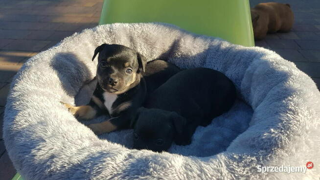 Szczeniak pinczer suczka