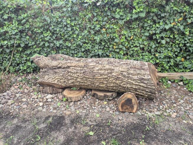 sprzedam kłodę orzecha włoskiego 0,7 kubika