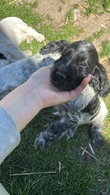 Cocker spaniel angielski