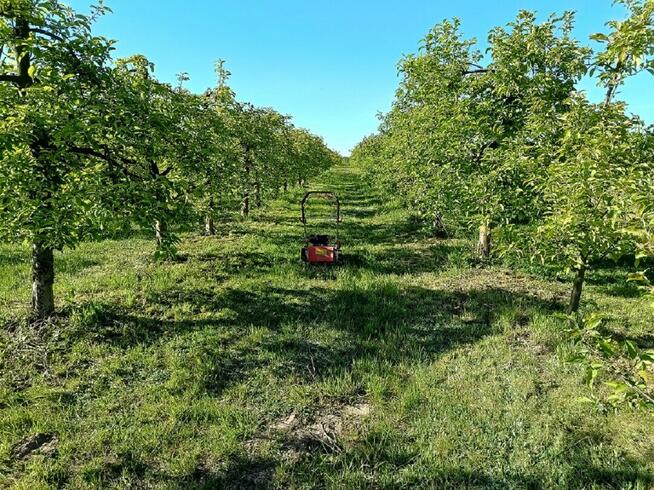 GRUSZKI KLAPSA sprzedam bezpośrednio tel.515514800