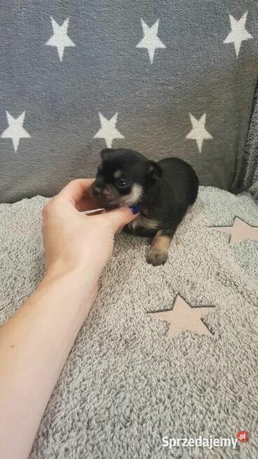 Szczeniak pinczer suczka
