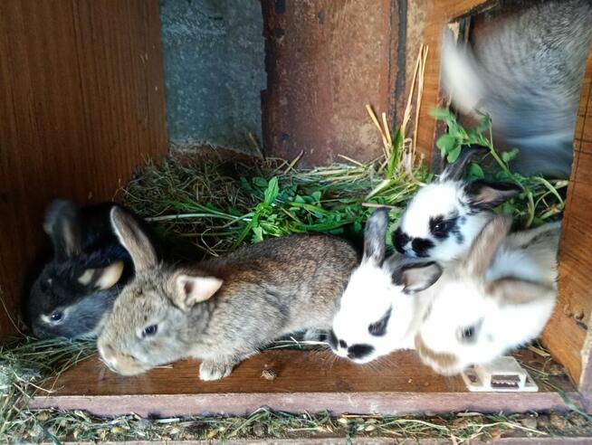 Sprzedam Młode Króliki