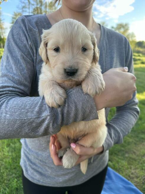 Szczeniaki Golden retriever