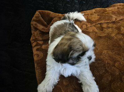 Szczeniak shih tzu
