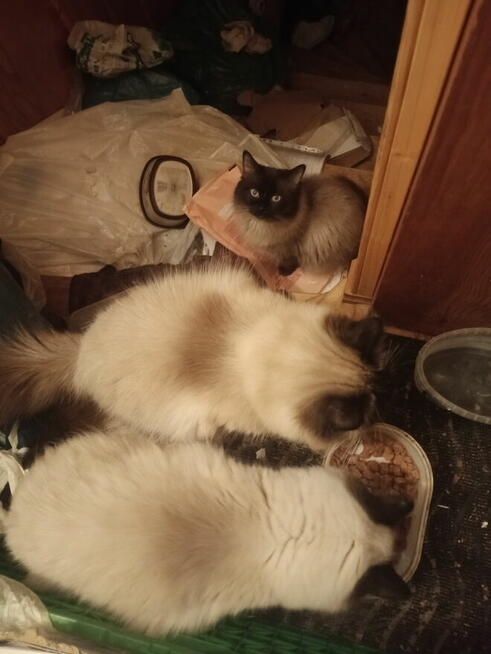 Kocurek Ragdoll reproduktor Rumia