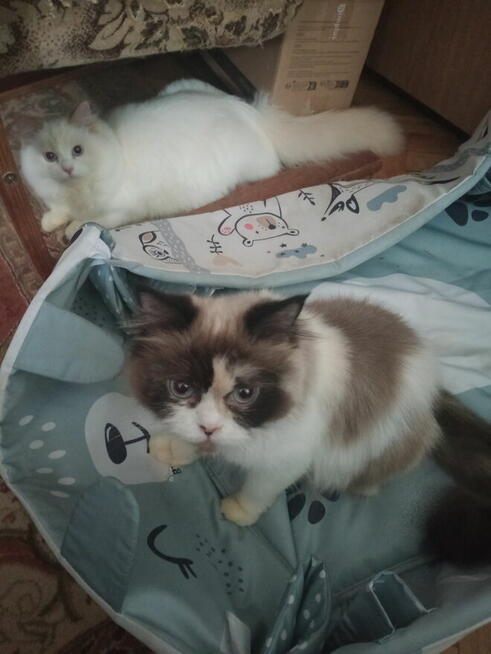 Kochana kotka Ragdoll