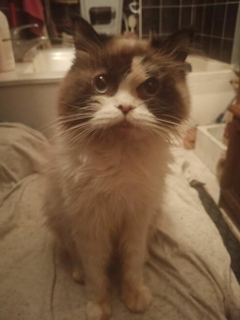 Kochana kotka Ragdoll