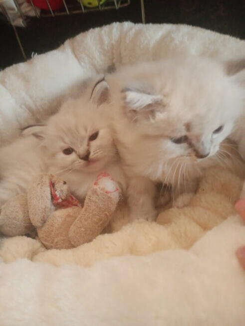 Kocięta Ragdoll Rumia