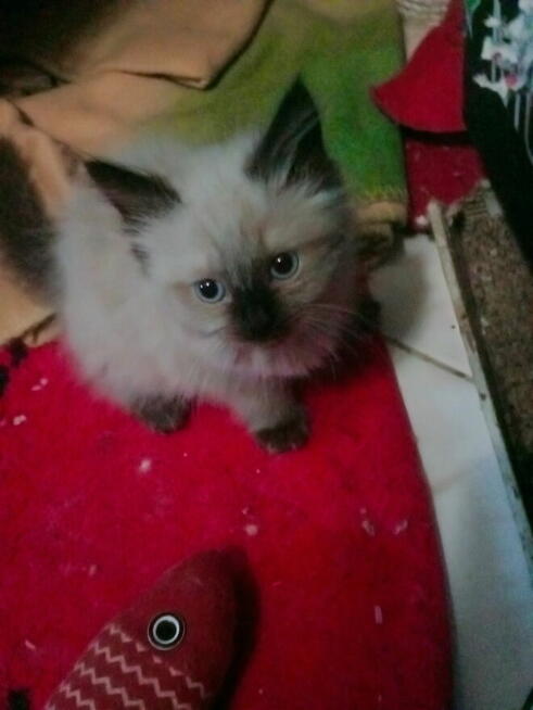 Kocurek Ragdoll reproduktor Rumia