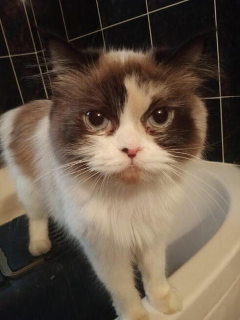 Kochana kotka Ragdoll