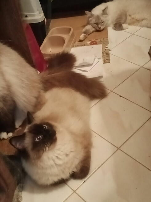 Kocurek Ragdoll reproduktor Rumia