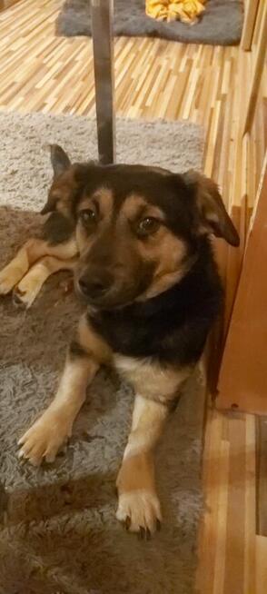 ZIGI młody łagodny piesek szuka domu
