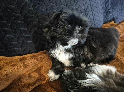 Szczeniak shih tzu