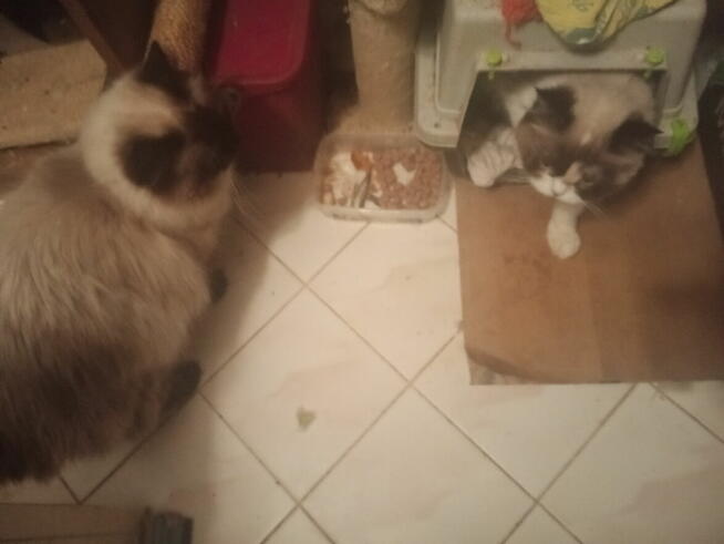 Kochana kotka Ragdoll