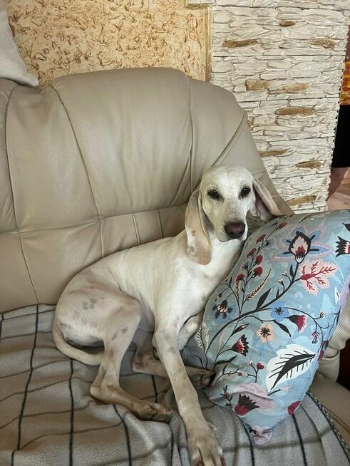 Szczeniak PORCELAINE FCI