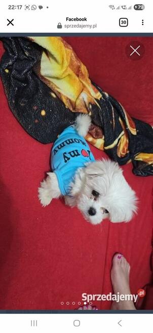 PIĘKNY MALTAŃCZYK SPRZEDAŻ