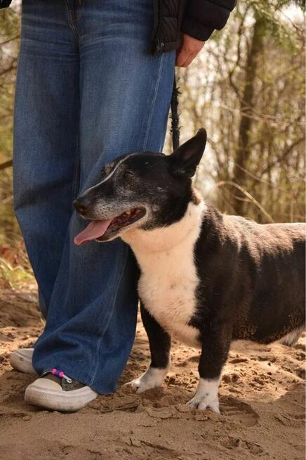 Fedor-cudowny starszy niskopodłogowy psiak do pilnej adopcji